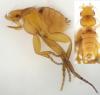 Psyllomyia sp.